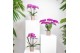 Phalaenopsis multiflora paars Kolibri Orchids - Violet - 2 tak, 16+ 