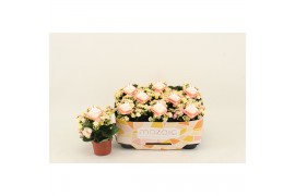 Kalanchoe deco tweed Moziac