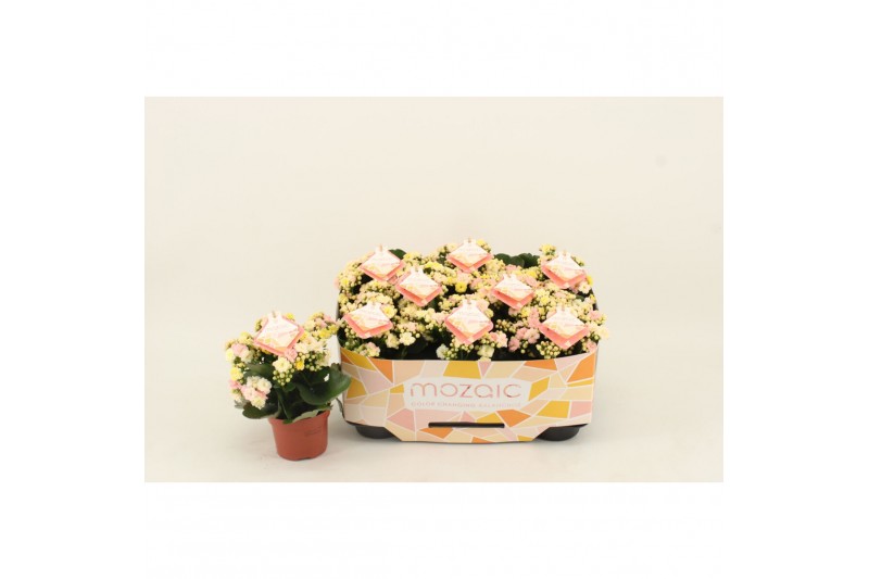 Kalanchoe deco tweed Moziac 