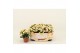 Kalanchoe deco tweed Moziac 