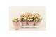 Kalanchoe blossfeldiana mozaic tweed 