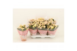 Kalanchoe blossfeldiana mozaic tweed