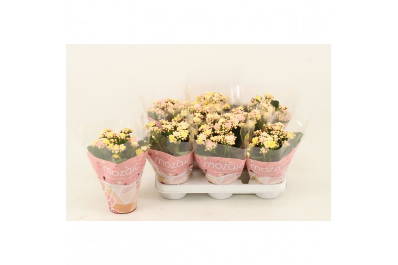 Kalanchoe blossfeldiana mozaic tweed 