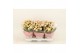 Kalanchoe blossfeldiana mozaic tweed 