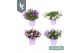 Campanula portenschlagiana Ambella gemengd Campanula Addenda Mix in de 