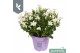 Campanula portenschlagiana Ambella gemengd Campanula Addenda Mix in de 