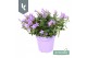 Campanula portenschlagiana Ambella gemengd Campanula Addenda Mix in de 