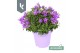 Campanula portenschlagiana Ambella gemengd Campanula Addenda Mix in de 