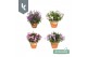 Campanula portenschlagiana Ambella gemengd Campanula Addenda Mix in de 