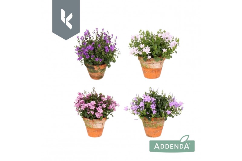 Campanula portenschlagiana Ambella gemengd Campanula Addenda Mix in de 
