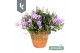 Campanula portenschlagiana Ambella gemengd Campanula Addenda Mix in de 