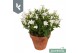 Campanula portenschlagiana Ambella gemengd Campanula Addenda Mix in de 