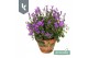 Campanula portenschlagiana Ambella gemengd Campanula Addenda Mix in de 