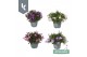 Campanula portenschlagiana Ambella gemengd Campanula Addenda Mix in de 