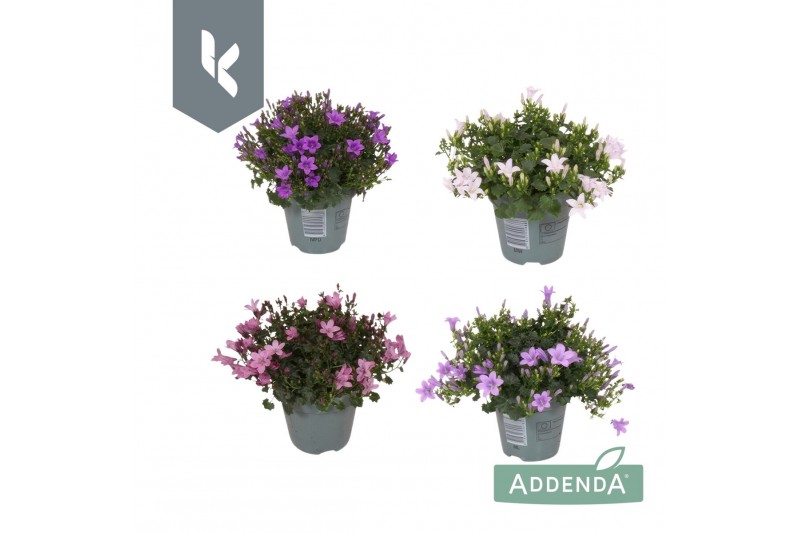 Campanula portenschlagiana Ambella gemengd Campanula Addenda Mix in de 