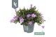 Campanula portenschlagiana Ambella gemengd Campanula Addenda Mix in de 