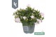 Campanula portenschlagiana Ambella gemengd Campanula Addenda Mix in de 