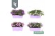 Campanula portenschlagiana Ambella gemengd Campanula Addenda Mix in de 
