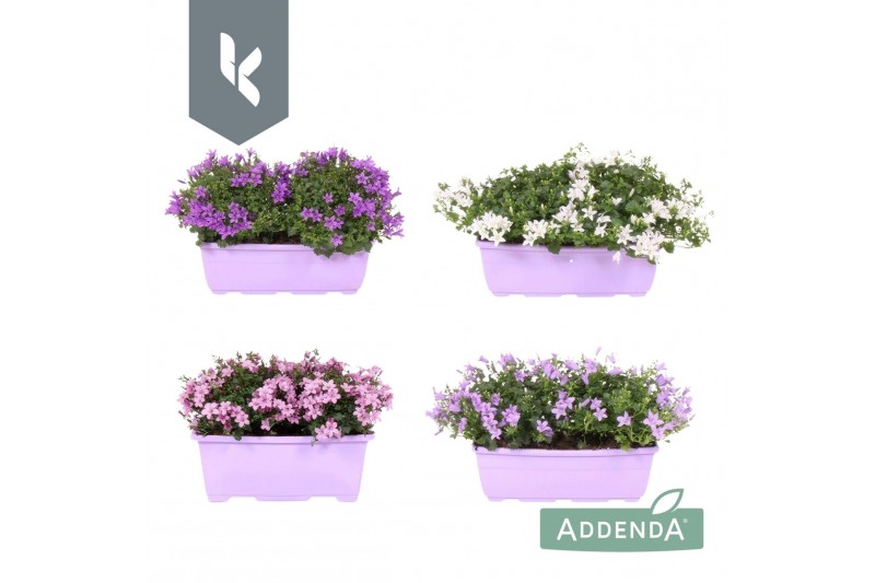 Campanula portenschlagiana Ambella gemengd Campanula Addenda Mix in de 