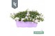 Campanula portenschlagiana Ambella gemengd Campanula Addenda Mix in de 