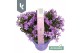 Campanula port. ambella lavender 3-pack 