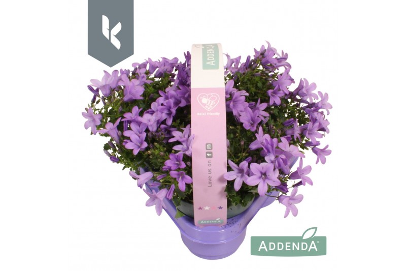 Campanula port. ambella lavender 3-pack Campanula port. ambella lavender 3-pack