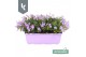 Campanula port. ambella lavender balkonbak 