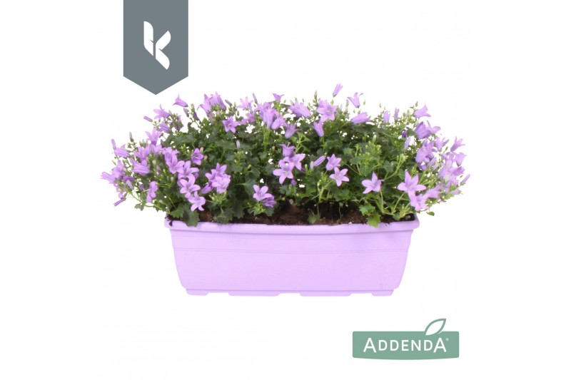 Campanula port. ambella lavender balkonbak Campanula port. ambella lavender balkonbak