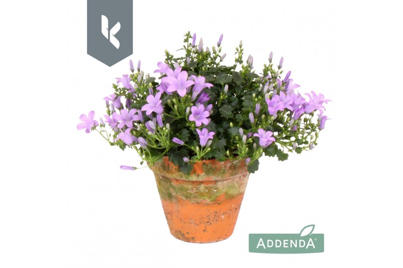 Campanula port. ambella lavender Campanula Ambella Lavender in terraco Campanula port. ambella lavender Campanula Ambella Lavender in terraco