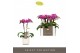 Phalaenopsis multiflora paars Optifriend Fay 2spike in white Lazio 
