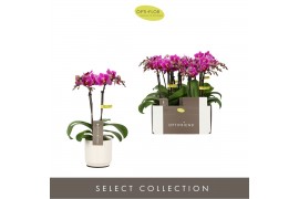 Phalaenopsis multiflora paars Optifriend Fay 2spike in white Lazio