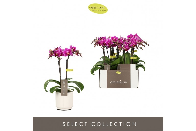 Phalaenopsis multiflora paars Optifriend Fay 2spike in white Lazio 