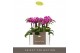 Phalaenopsis multiflora paars Optifriend Fay 2spike in white Lazio 