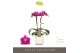 Phalaenopsis multiflora paars Optifriend Fay 2spike in white Lazio 