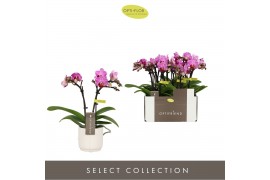 Phalaenopsis multiflora paars Optifriend Lotte 2 spike in white Lazio