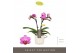 Phalaenopsis multiflora paars Optifriend Lotte 2 spike in white Lazio 