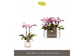 Phalaenopsis multiflora roze Optifriend Lieke 2 spike in white Lazio