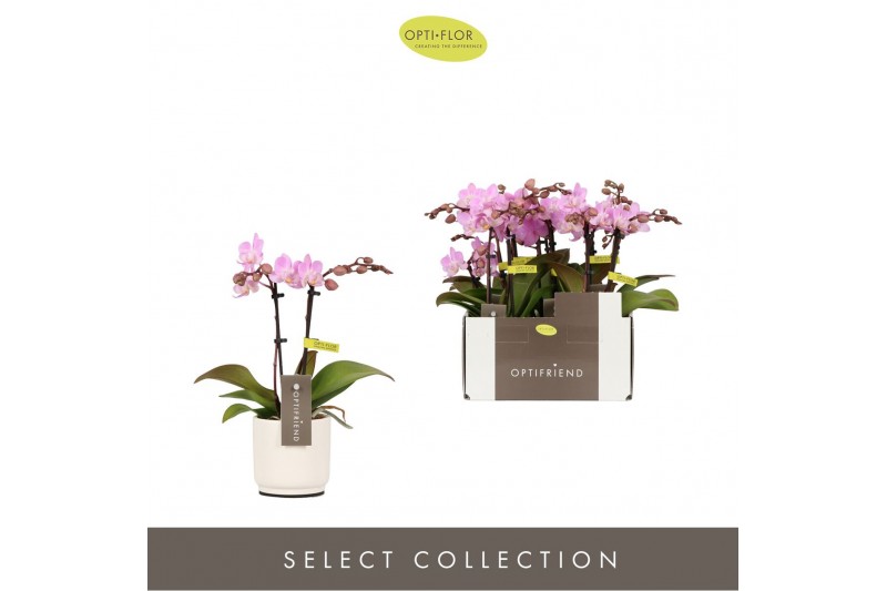 Phalaenopsis multiflora roze Optifriend Lieke 2 spike in white Lazio 
