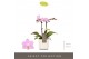 Phalaenopsis multiflora roze Optifriend Lieke 2 spike in white Lazio 