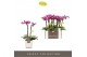 Phalaenopsis multiflora roze Optifriend Nikki 2 spike in white Lazio 