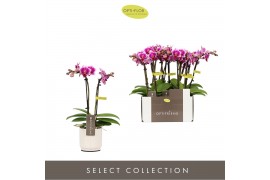 Phalaenopsis multiflora roze Optifriend Nikki 2 spike in white Lazio