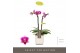 Phalaenopsis multiflora roze Optifriend Nikki 2 spike in white Lazio 
