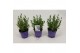 Lavandula angustifolia ardèche blue 