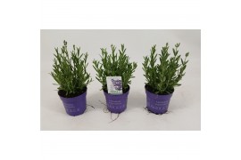 Lavandula angustifolia ardèche blue