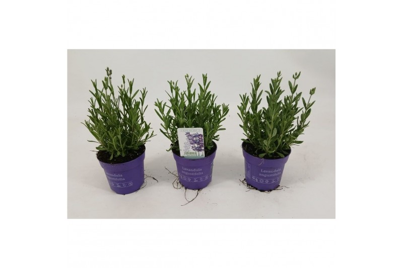 Lavandula angustifolia ardèche blue 