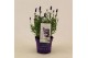 Lavandula angustifolia ardèche blue 