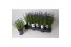 Lavandula angustifolia ardèche blue 