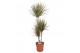 Dracaena marg. bicolor 3pp - 60-30-15 