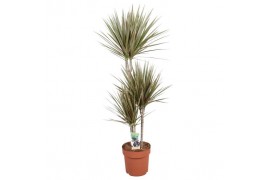 Dracaena marg. bicolor 3pp - 60-30-15