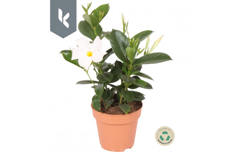 Mandevilla rio white 